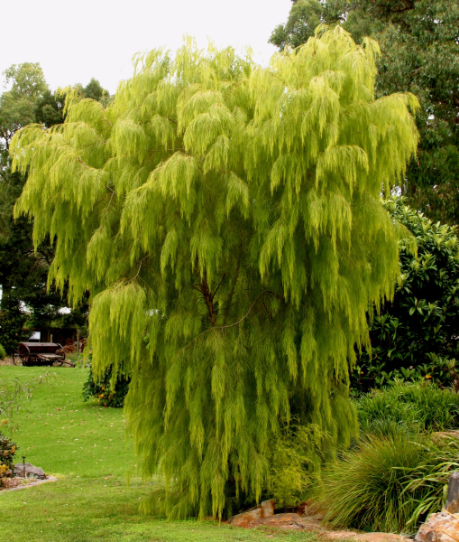 Acacia cognata 'Lime Magik' 18cm