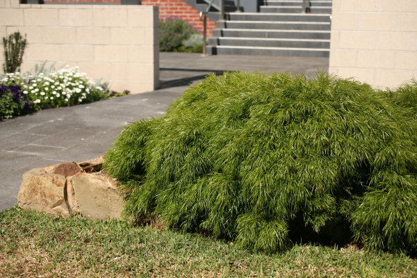 Acacia cognata dwarf 'Mini Cog' PBR 14cm