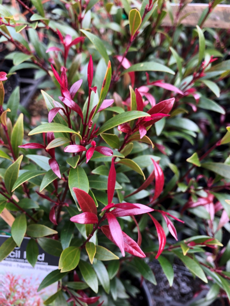 Acmena smithii 'Pencil Red' 14cm