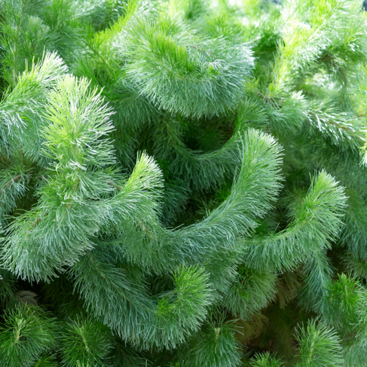 Adenanthos sericea 'Woolly Bush' 25cm