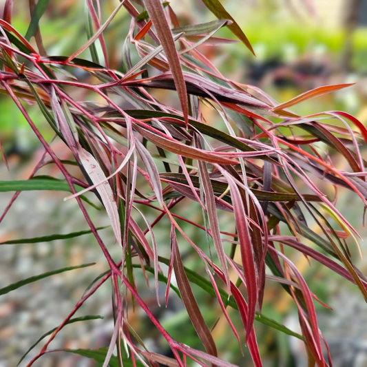 Agonis flexuosa 'Burgundy' 20cm