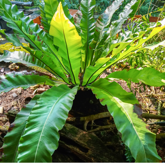 Asplenium australasicum 'Birds Nest Fern' 7cm