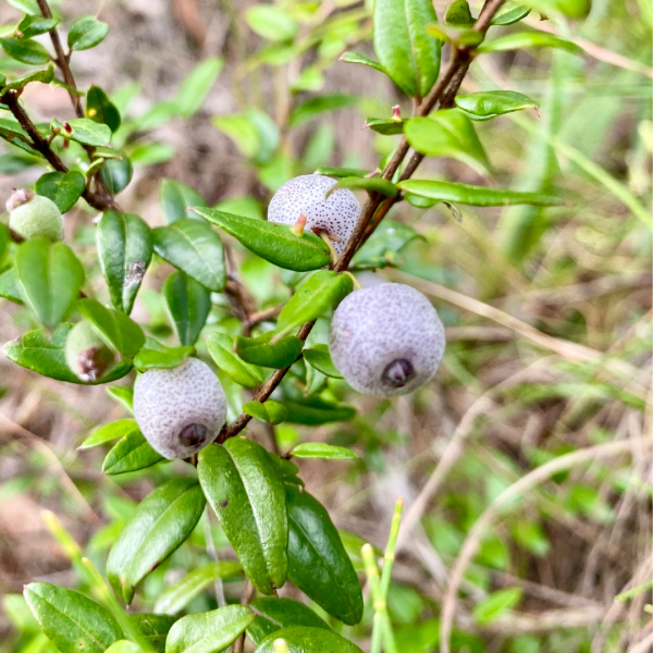 Austromyrtus dulcis 14cm