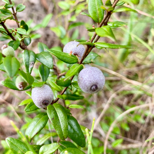 Austromyrtus dulcis 14cm