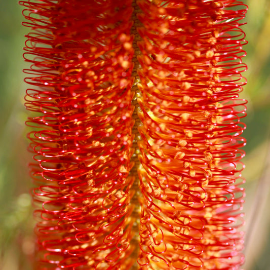 Banksia ericifolia Red 20cm