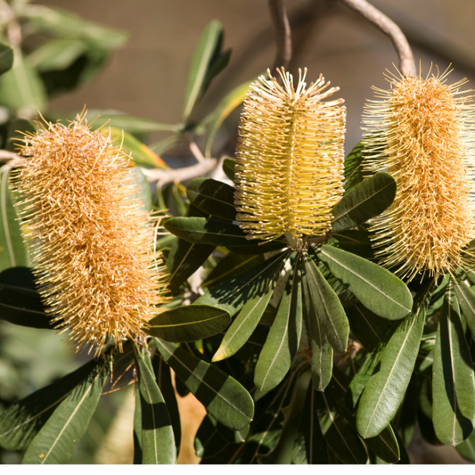 Banksia integrifolia 7cm