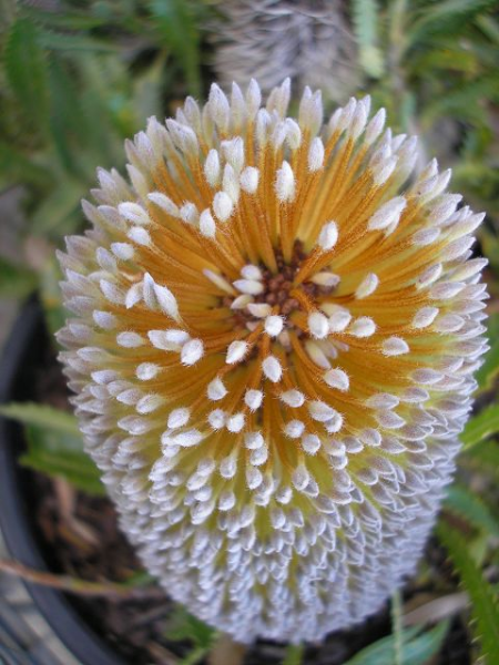 Banksia serrata 'Pygmy Possum' 20cm