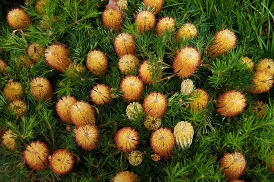 Banksia spinulosa 'Birthday Candles' 20cm