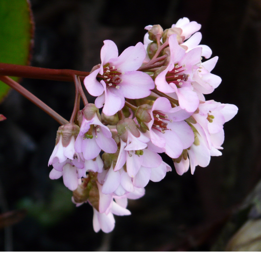 Bergenia cordifolia ‘Bressingham White’ 14cm