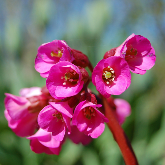 Bergenia cordifolia 'Winter Glow' 14cm