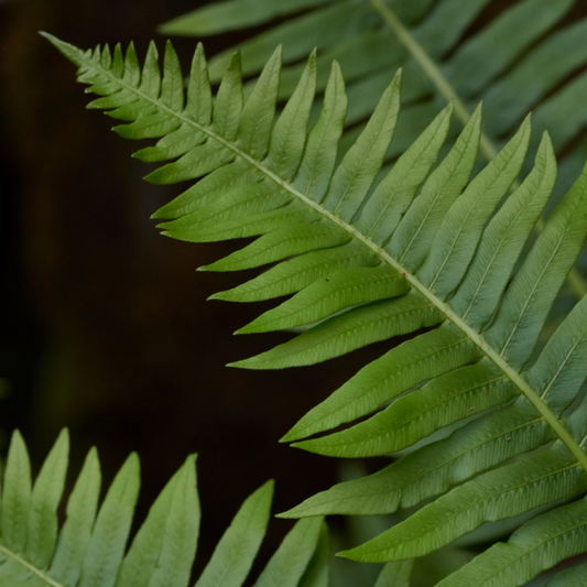 Blechnum nudum ‘Fishbone Water Fern’  7cm