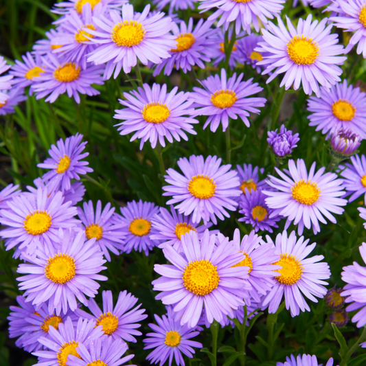 Brachyscome multifida ‘Break O’ Day’ 7cm