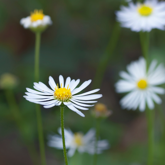 Brachyscome multifida white 7cm