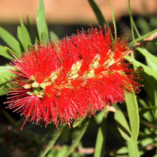 Callistemon ‘Hannah Ray’ 14cm SECONDS