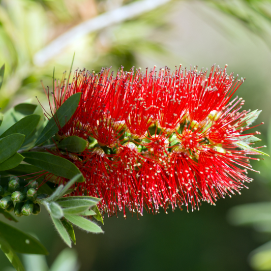 Callistemon viminalis ' Captain Cook' 14cm