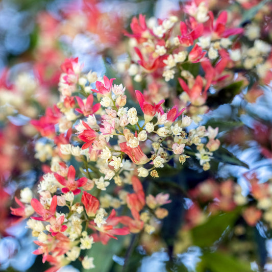 Ceratopetalum gummiferum 14cm