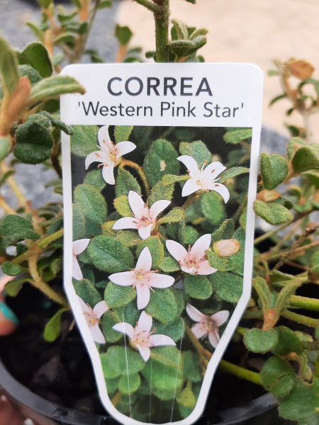 Correa alba var. pannosa Western Pink Star 20cm