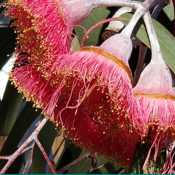 Eucalyptus 'Silver Princess' 25cm