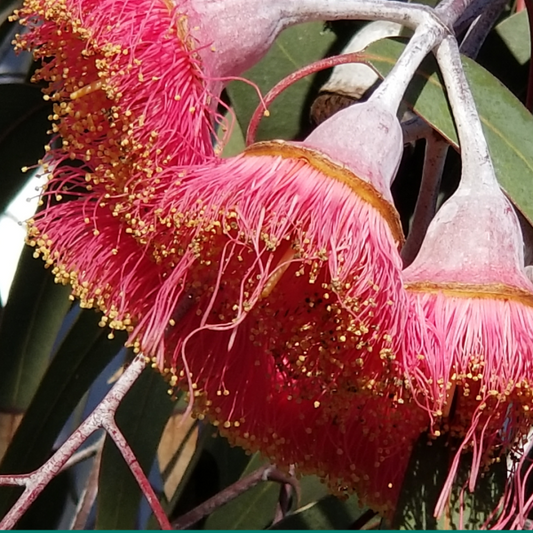 Eucalyptus 'Silver Princess' 25cm