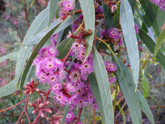 Eucalyptus 'Purple Patch' 25cm