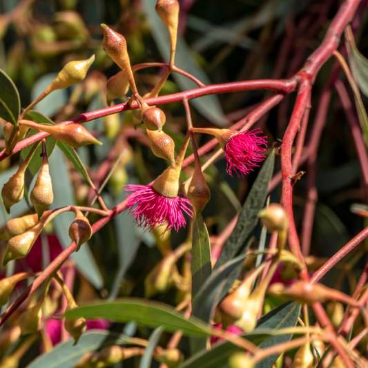 Eucalyptus leucoxylon Megalocarpa 20cm