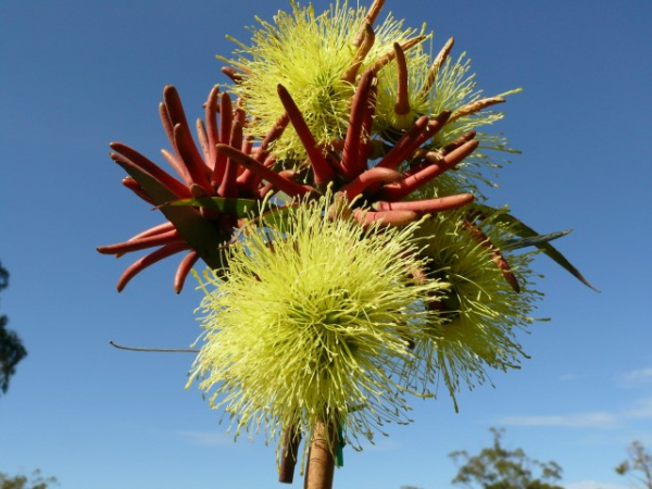 Eucalyptus olivacea 'Summer Scentsation' 20cm