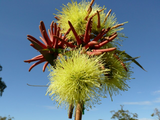 Eucalyptus olivacea 'Summer Scentsation' 20cm
