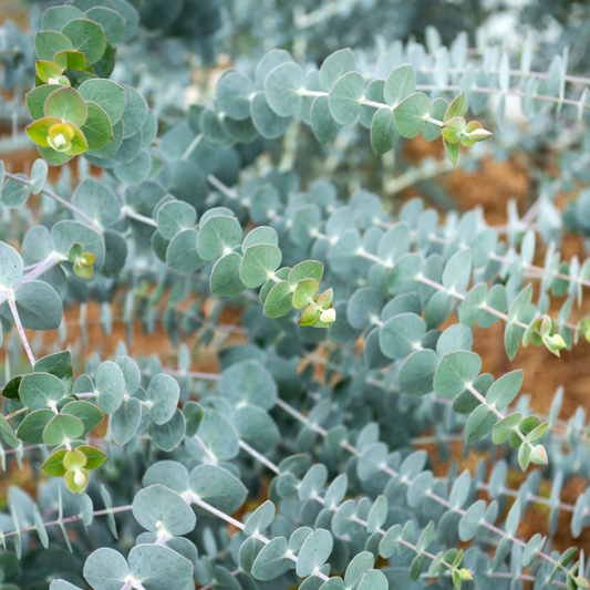 Eucalyptus pulverulenta 'Baby Blue' 20cm