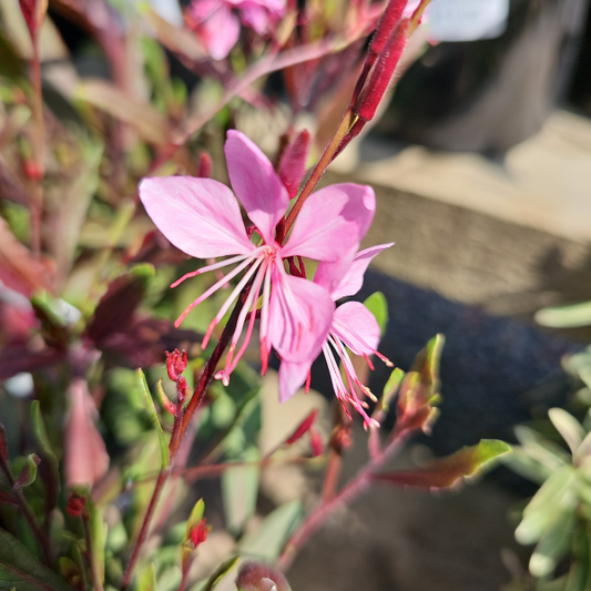 Gaura 'Pink' 14cm