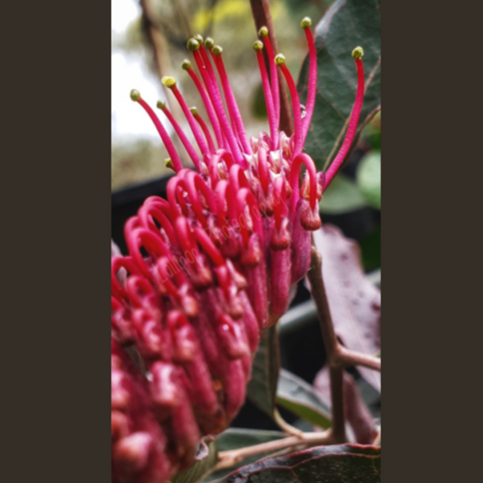 Grevillea 'Gaudi Chaudi' 14cm