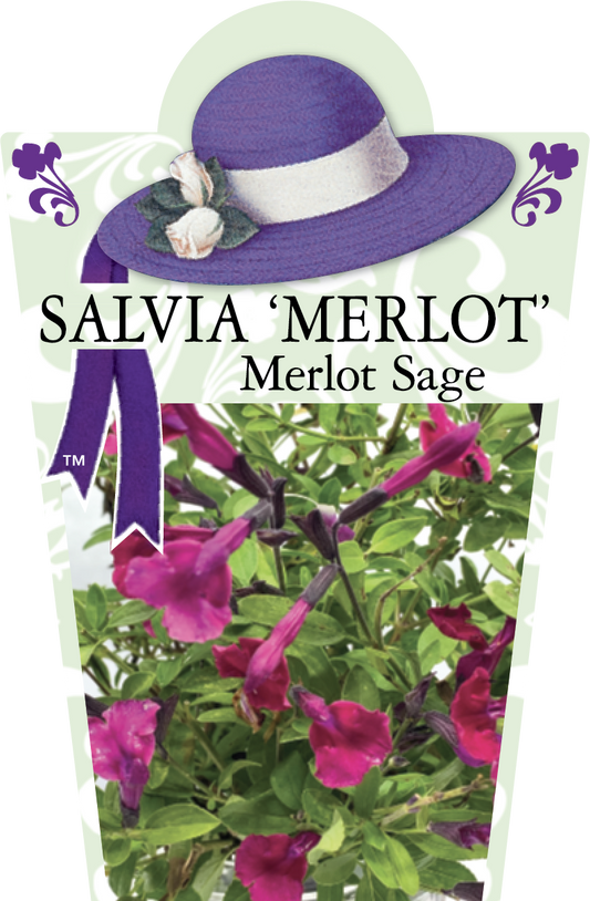 Salvia greggii 'Merlot' 95mm