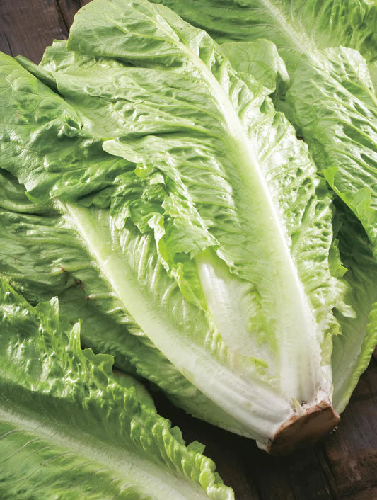 Lettuce Green Cos 1250 Seeds