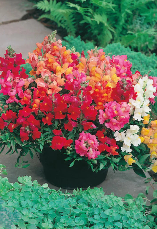 Snapdragon Magic Carpet Mixed Dwarf 1500 Seeds