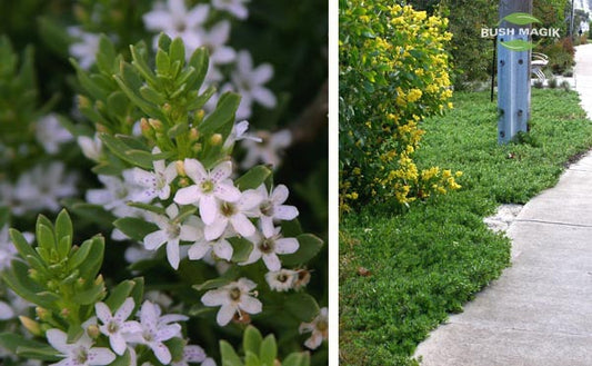 Myoporum parvifolium 'Garden Armour' 14cm