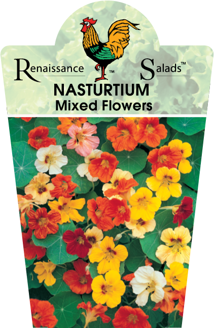 Nasturtium Mixed Flowers 95mm