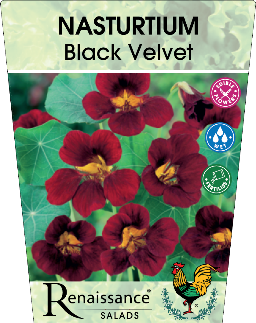 Nasturtium Black Velvet Flowers 95mm