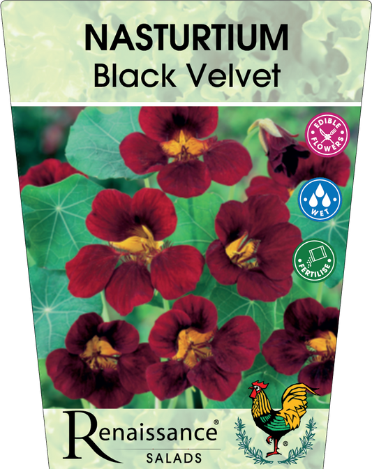 Nasturtium Black Velvet Flowers 95mm
