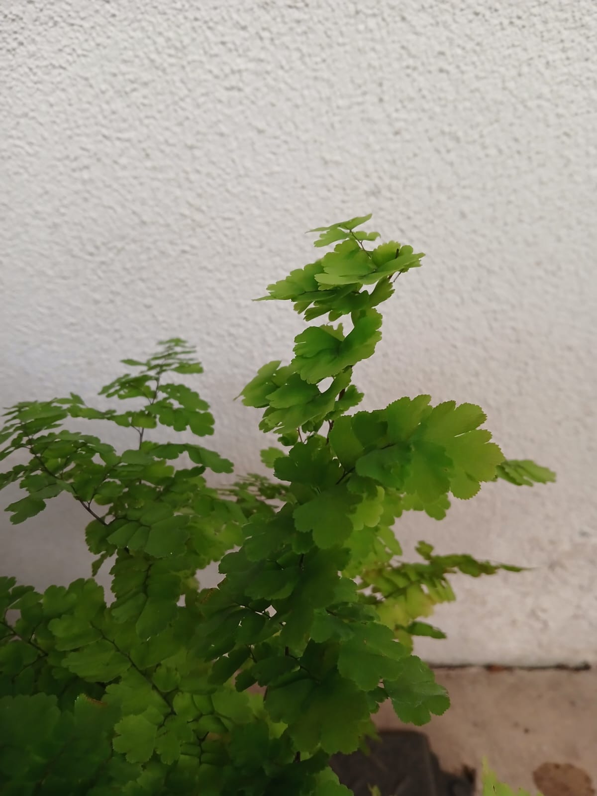 Adiantum aleuticum 'Pacific Maidenhair' 14cm