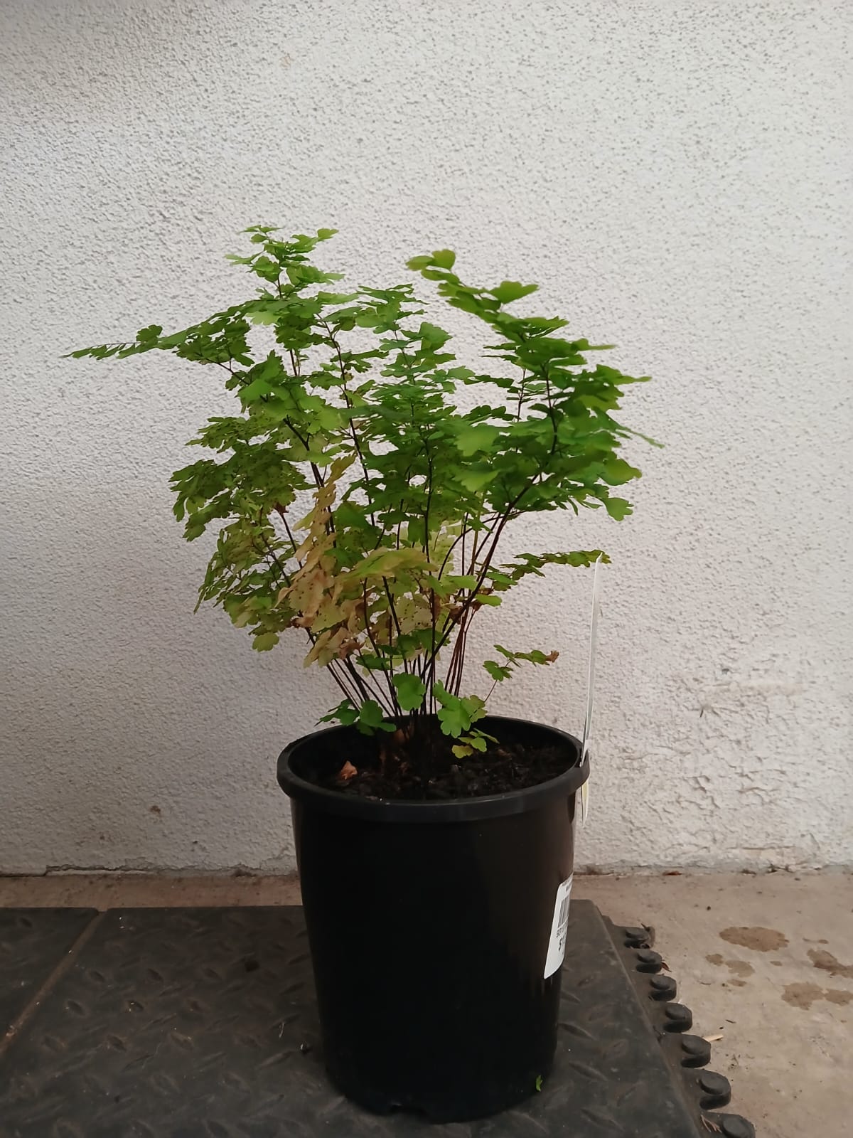 Adiantum aleuticum 'Pacific Maidenhair' 14cm