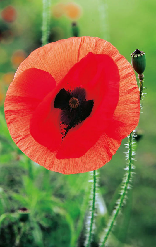 Poppy Flanders Red Remembrance 2000 Seeds