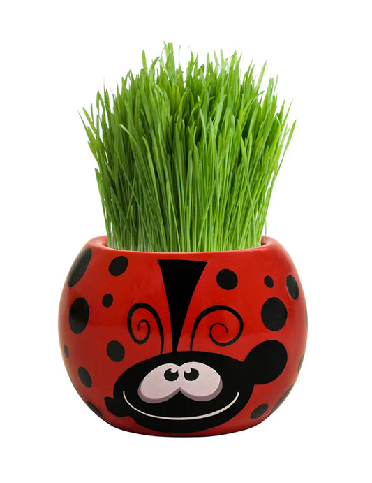 Grass Hair Kit - Friendly Bugs (Ladybug)