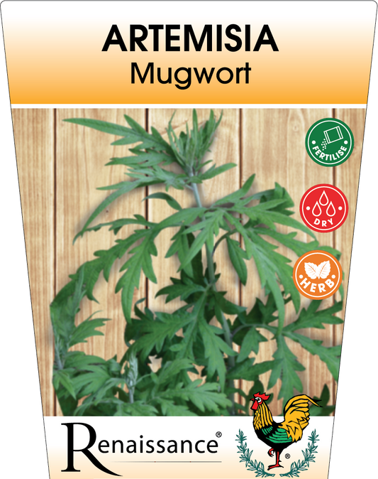 Mugwort Artemisia 95mm
