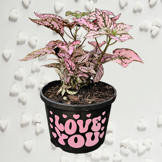 Hypoestes 'Love You' & 'Candy Hearts' 100mm