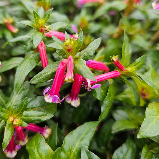 Cuphea 'Sparkler Blueberry' 14cm