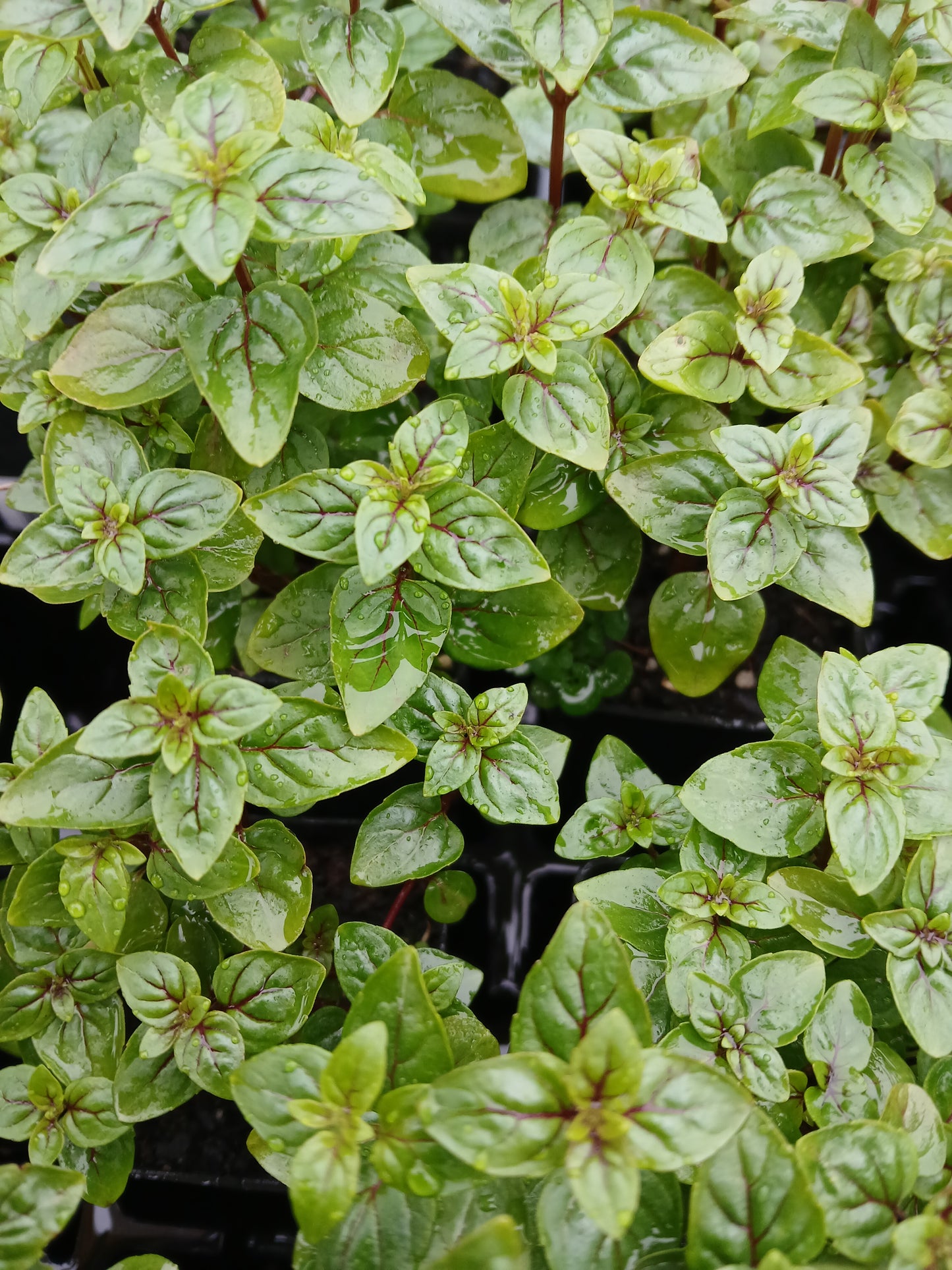 Mentha australis (Forestry Tube)