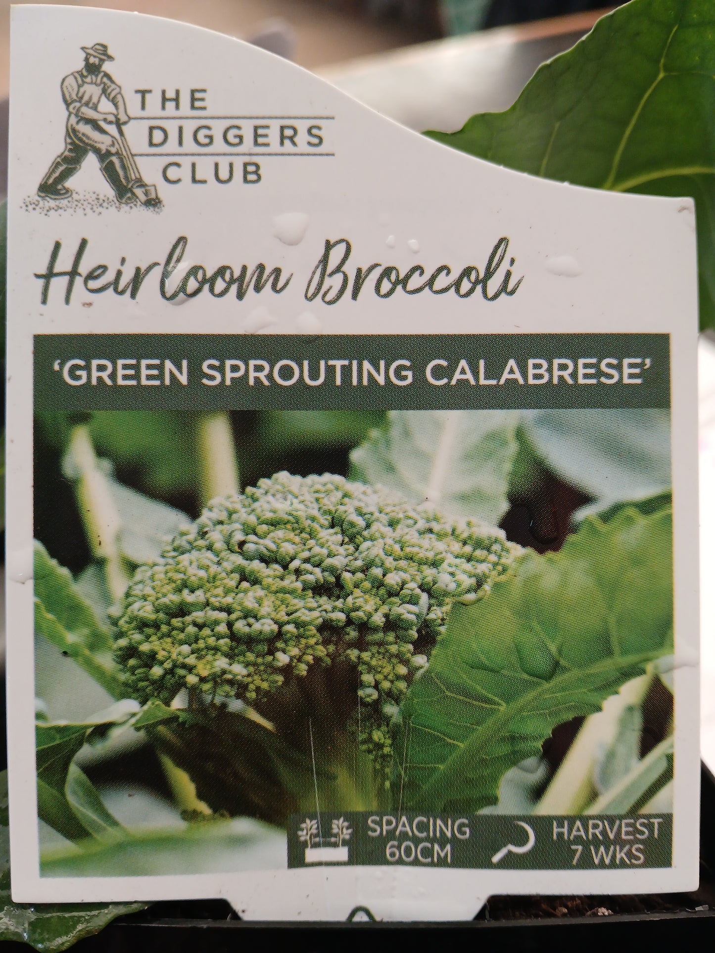 Broccoli Green Sprouting Calabrese 100mm