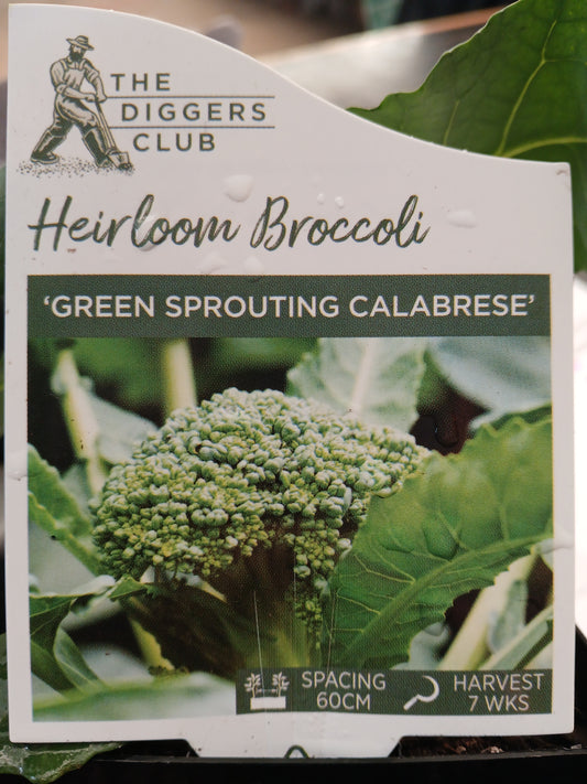 Broccoli Green Sprouting Calabrese 100mm