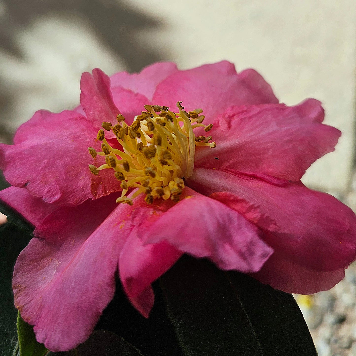Camellia sasanqua 'Rose Ann' 14cm
