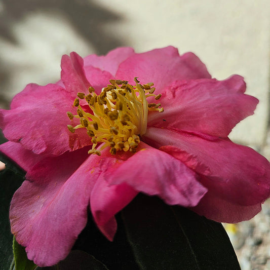 Camellia sasanqua 'Rose Ann' 14cm