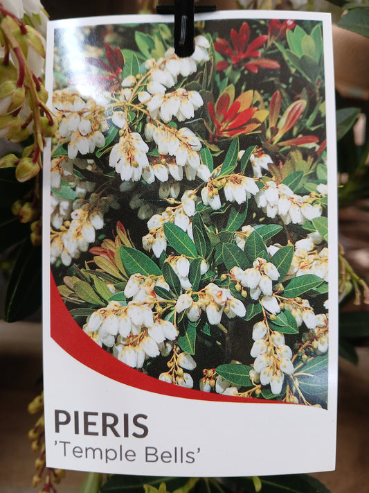 Pieris japonica 'Temple Bells' 20cm